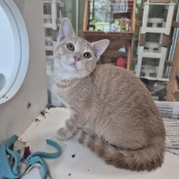 A young medium-sized female Domestic Short Hair cat named Peach for adoption in Des Moines, IA