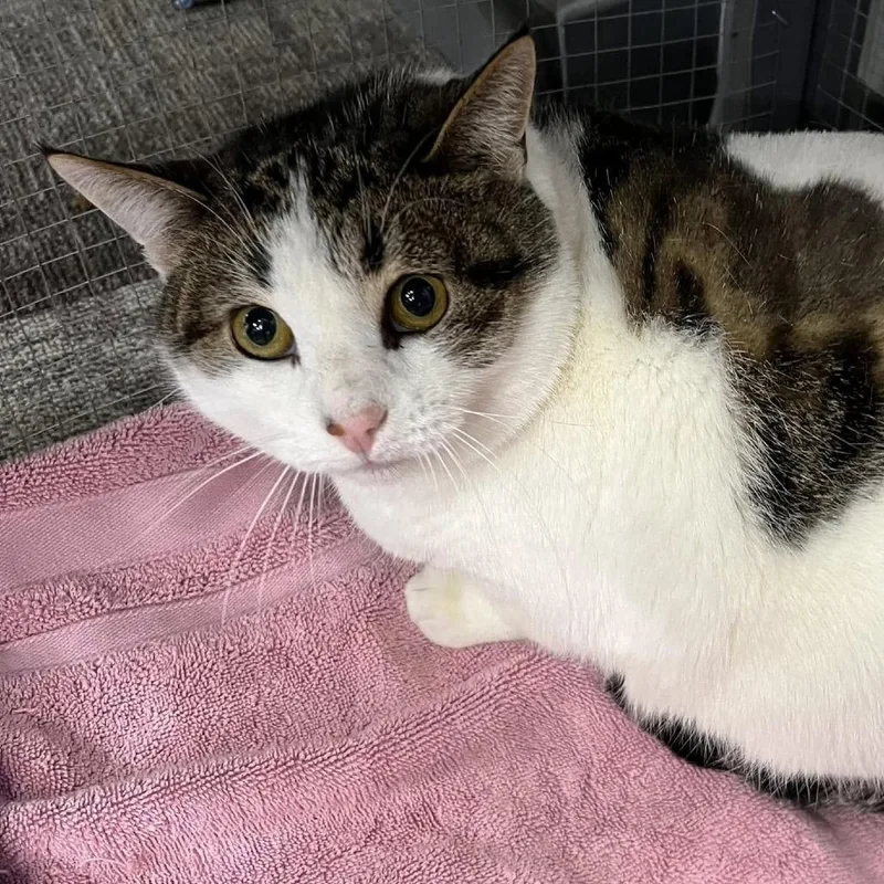 An adult medium-sized female Brown / Chocolate Domestic Short Hair cat named Daisy for adoption in Hamburg, NY
