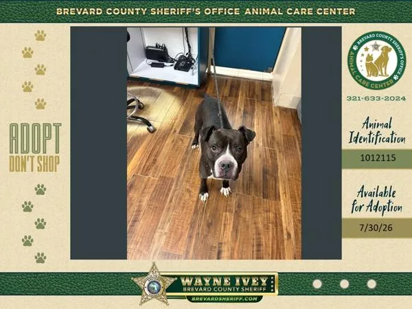 An adult medium-sized male Mixed Breed dog named Drew for adoption in Melbourne, FL