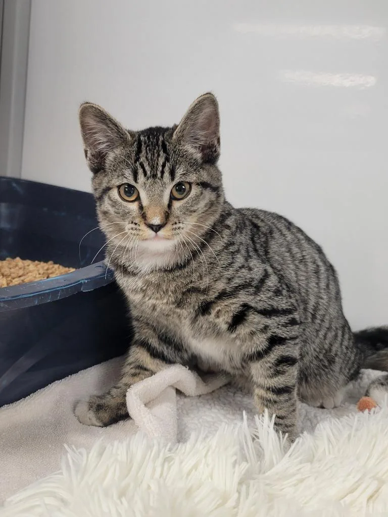 A baby medium-sized male Domestic Short Hair cat named Butch for adoption in Peoria, AZ