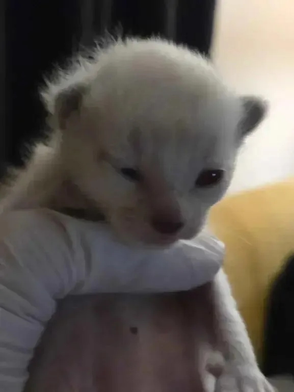 A baby small-sized female Siamese cat named Stevie for adoption in Grand Rapids, MI