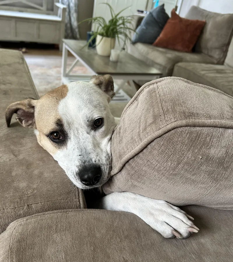 An adult medium-sized female Mixed Breed dog named Holly for adoption in Oregon, OH