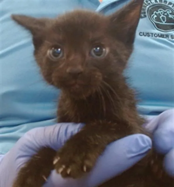 A baby small-sized male Domestic Short Hair cat named Kokoro for adoption in Miami, FL