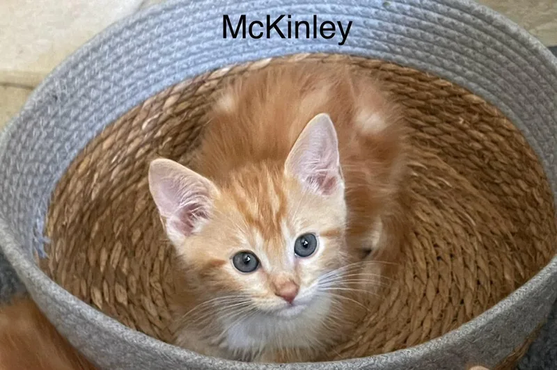 A baby medium-sized male Tabby (Orange / Red) Domestic Short Hair cat named McKinley for adoption in Riverside, CA