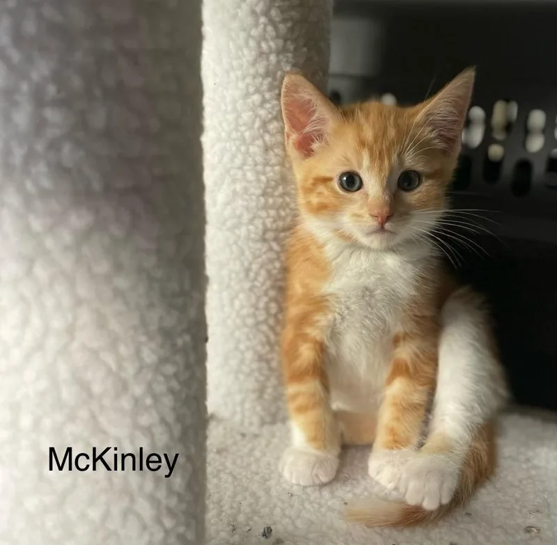 McKinley thumbnail 2