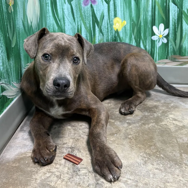 A young medium-sized male Brindle Pit Bull Terrier dog named Gator for adoption in Godfrey, IL