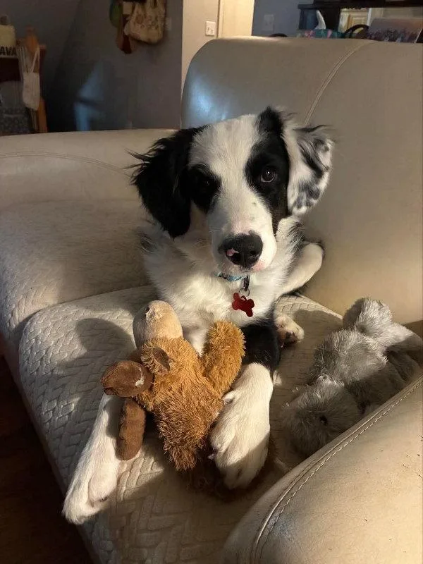 A baby medium-sized male Border Collie dog named Tux for adoption in Columbia, MO