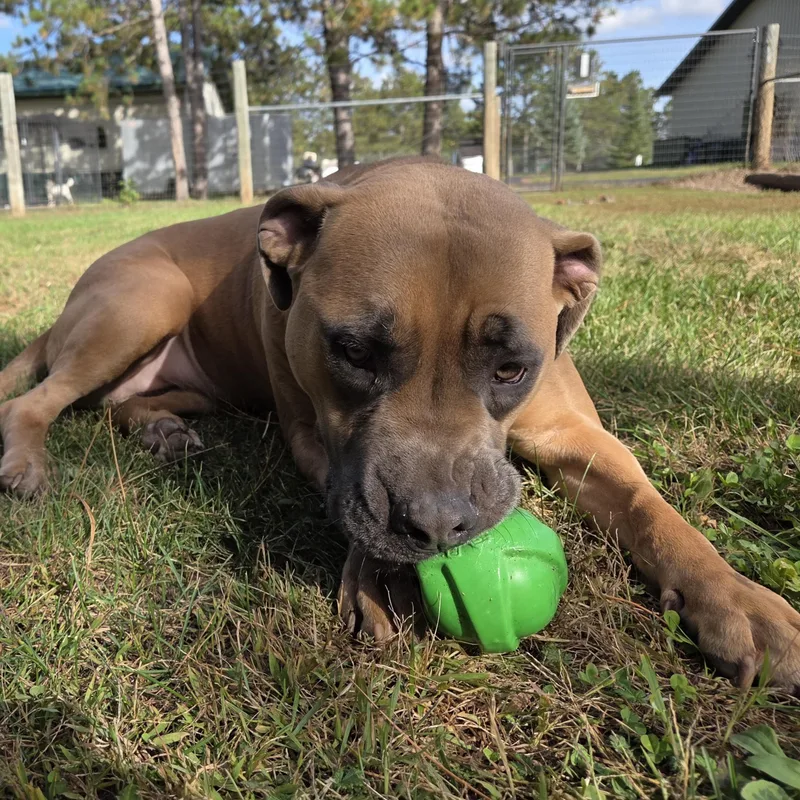 An adult large-sized female Apricot / Beige Mastiff dog named Hazel for adoption in Park Rapids, MN