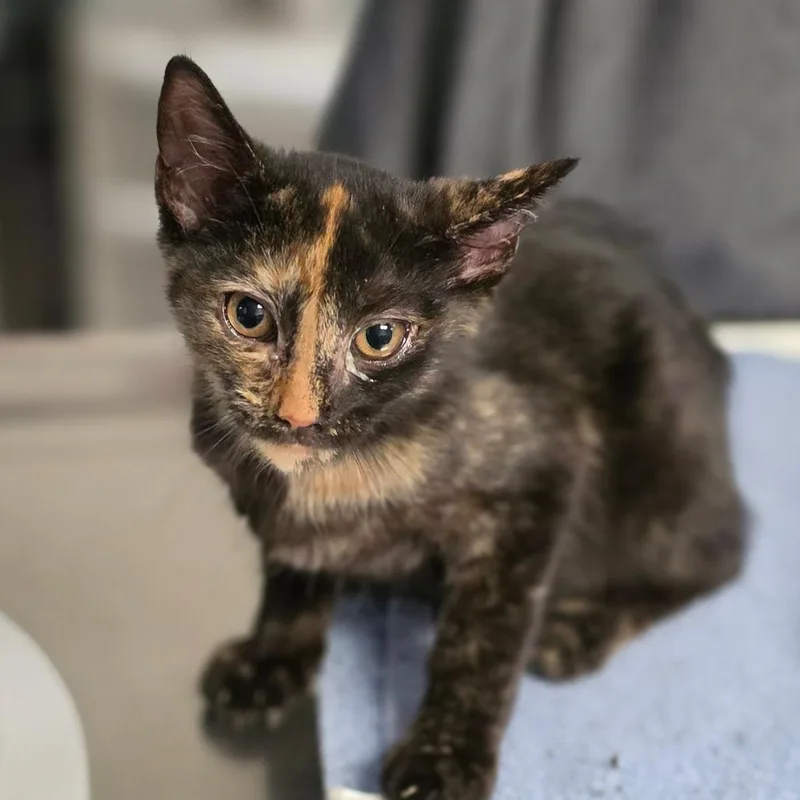 A baby small-sized female Tortoiseshell Domestic Short Hair cat named Mercedes for adoption in Newark, NJ
