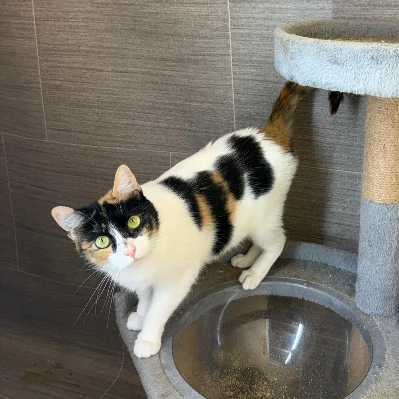 A young medium-sized female Torbie Domestic Short Hair cat named Cm Punk for adoption in Fredericksburg, VA