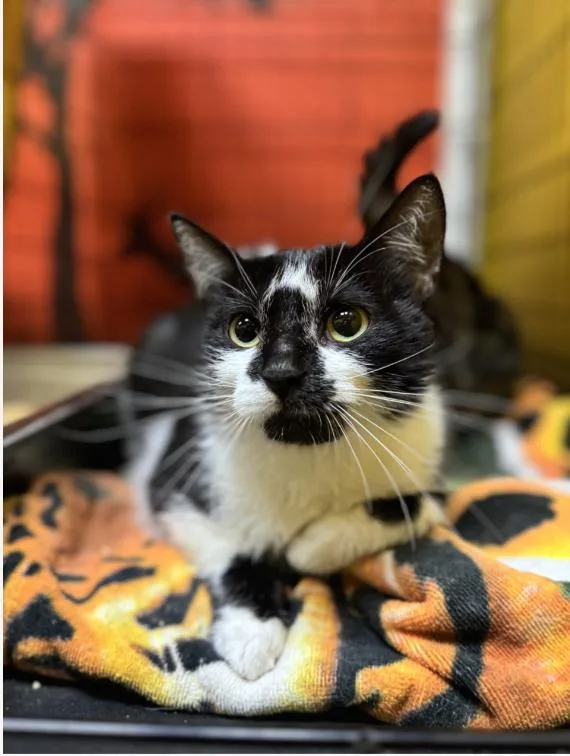 A young medium-sized female Black & White / Tuxedo Domestic Short Hair cat named Kim for adoption in Chicago, IL