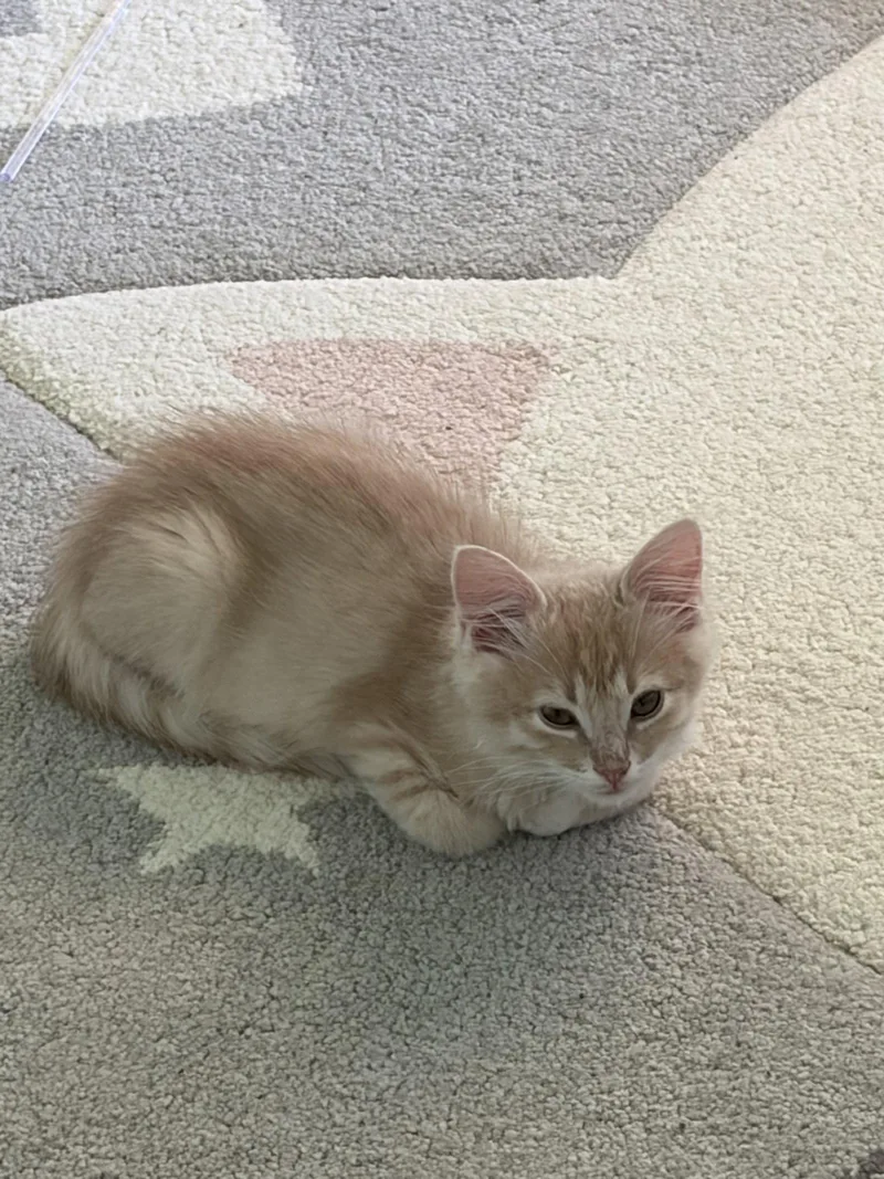 A baby medium-sized male Orange / Red Domestic Medium Hair cat named Elmo for adoption in Plano, TX