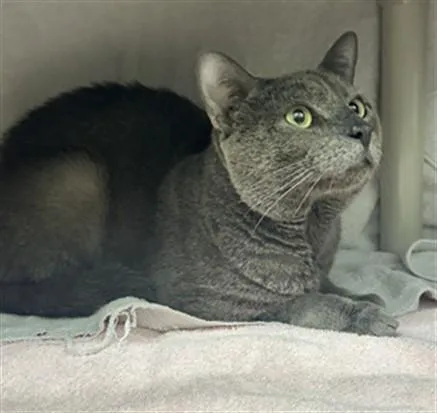 An adult medium-sized male Domestic Short Hair cat named Silver for adoption in Derwood, MD