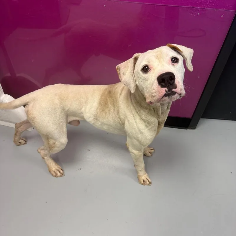 An adult medium-sized male White / Cream Mixed Breed dog named Snoop for adoption in Ponca City, OK