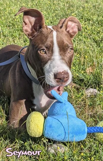 A baby small-sized male Pit Bull Terrier dog named Seymour for adoption in Mason, MI