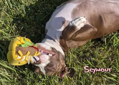 Seymour thumbnail 3