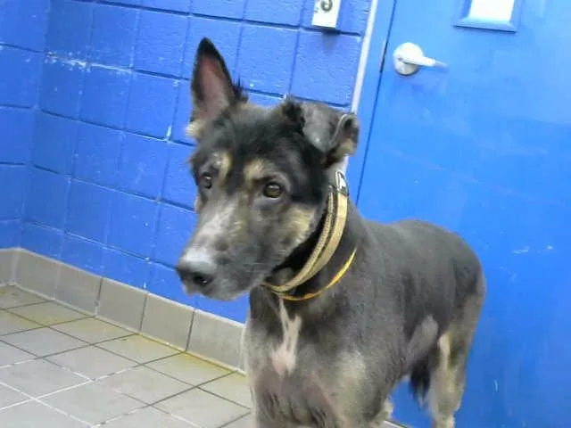 An adult large-sized male German Shepherd Dog dog named Pablito for adoption in Albuquerque, NM