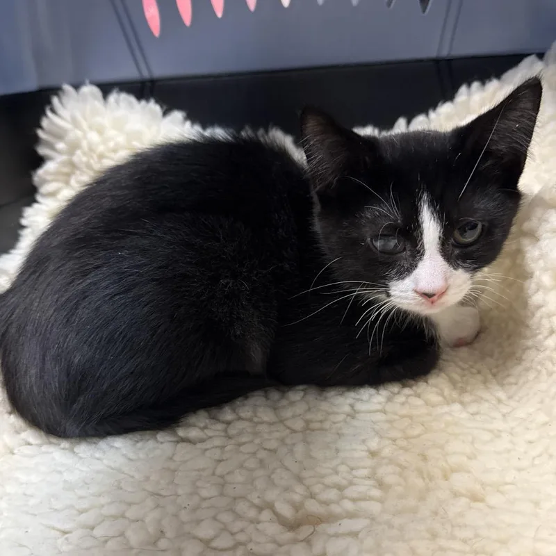 A baby small-sized male Black Domestic Short Hair cat named Lancelot for adoption in Ashtabula, OH