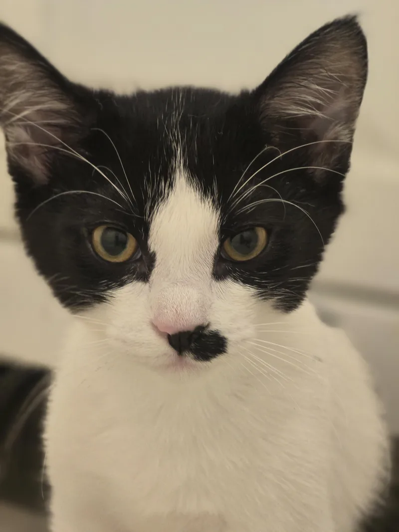 A baby small-sized female Domestic Short Hair cat named Spot for adoption in Rio Linda, CA