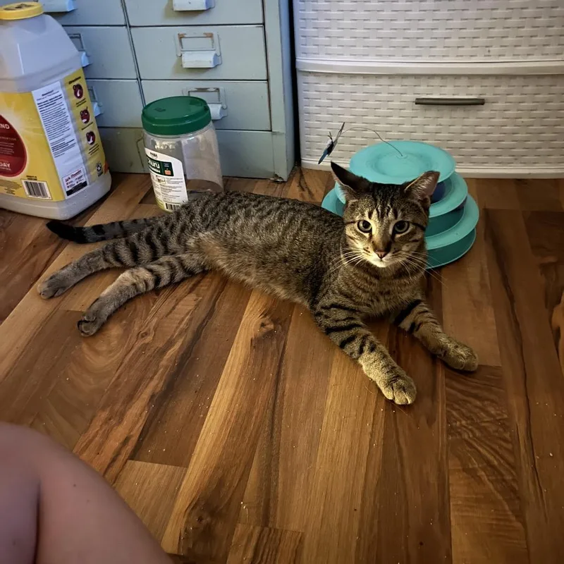 A young medium-sized male Brown / Chocolate Domestic Short Hair cat named Swiper for adoption in Oshkosh, WI