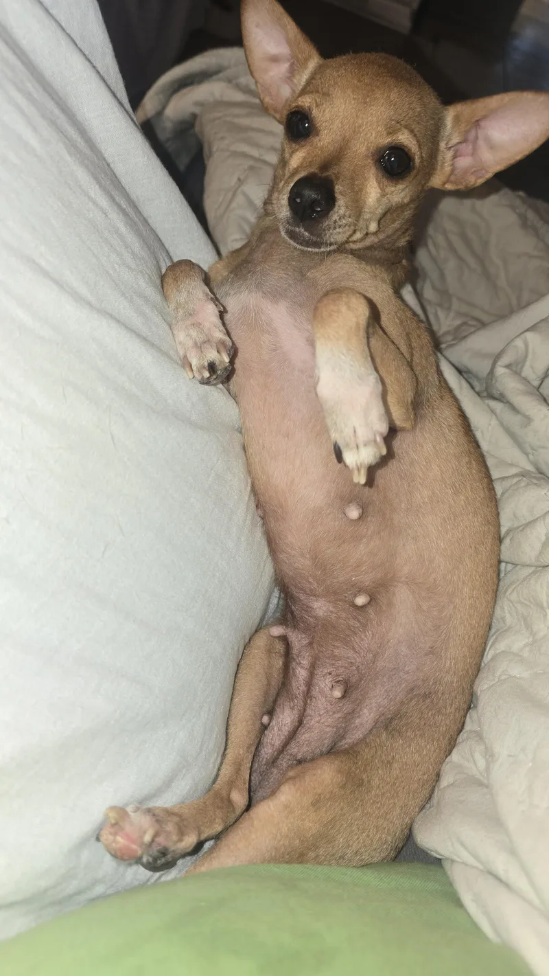 A young small-sized female Yellow / Tan / Blond / Fawn Mixed Breed dog named Lady Boss for adoption in BONIFAY, FL