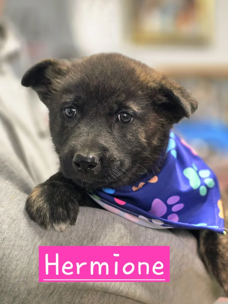 A baby medium-sized female Brindle Dutch Shepherd dog named Hermione for adoption in Walthill, NE