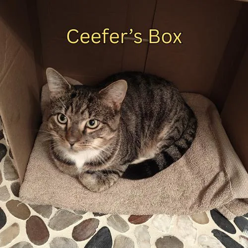 Ceeferfiv+positively Wonderful! thumbnail 2