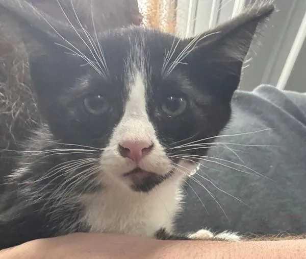 A young medium-sized female Domestic Short Hair cat named Dolly for adoption in Campbellsville, KY