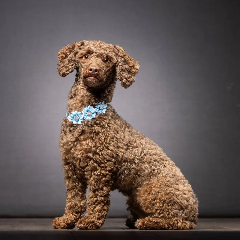 A young small-sized female Brown / Chocolate Poodle dog named Molly for adoption in Jupiter, FL