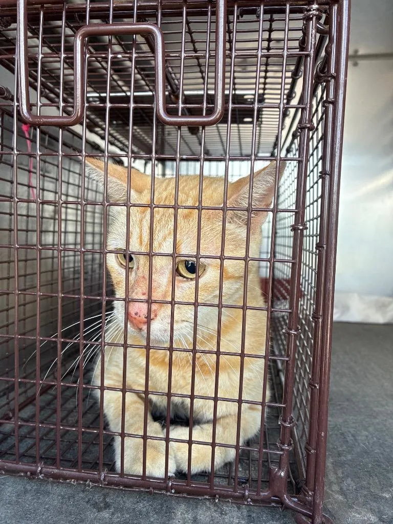 A senior small-sized male Domestic Short Hair cat named Mystery for adoption in New Braunfels, TX