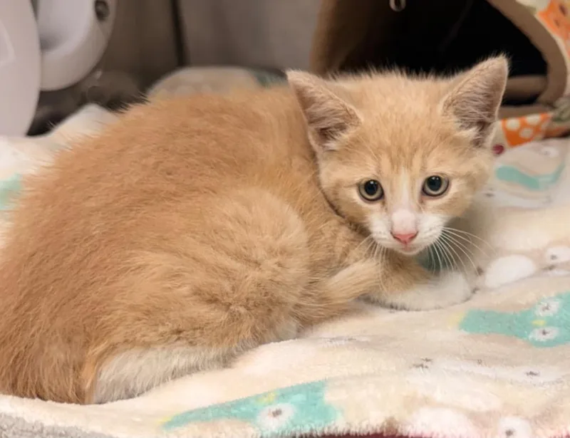 A baby small-sized male Domestic Short Hair cat named Bumble for adoption in Defiance, OH