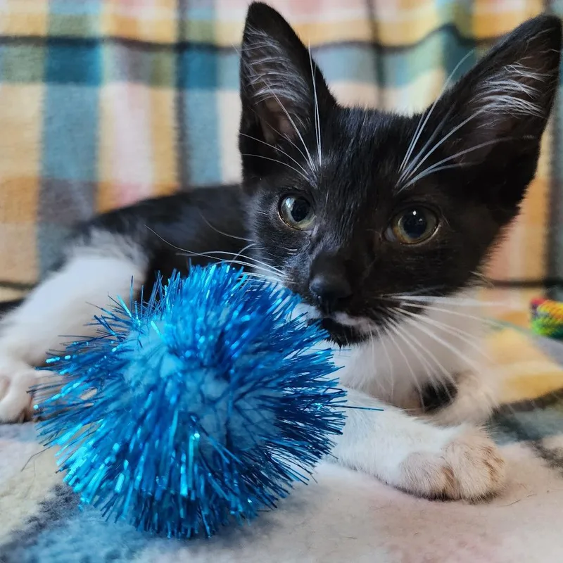 A baby medium-sized female Black & White / Tuxedo Domestic Short Hair cat named Lovey for adoption in Graham, WA