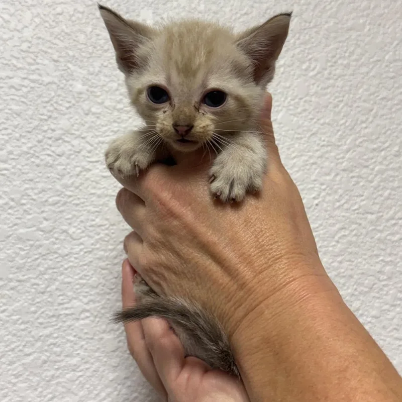 A baby small-sized female Domestic Short Hair cat named Hera for adoption in Fort Smith, AR