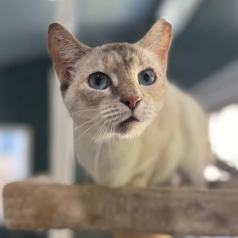 A young small-sized female Seal Point Domestic Short Hair cat named Eulalie for adoption in Fredericksburg, VA