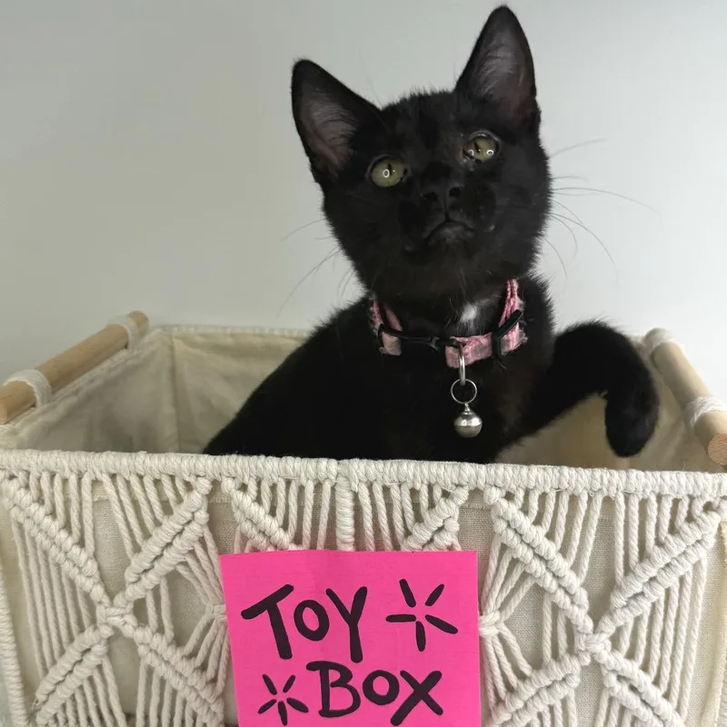 A baby small-sized female Black Domestic Short Hair cat named Slinky for adoption in Brownsboro, AL
