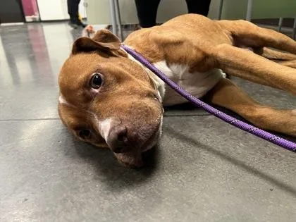 An adult large-sized male Pit Bull Terrier dog named Smitty for adoption in Atlanta, GA