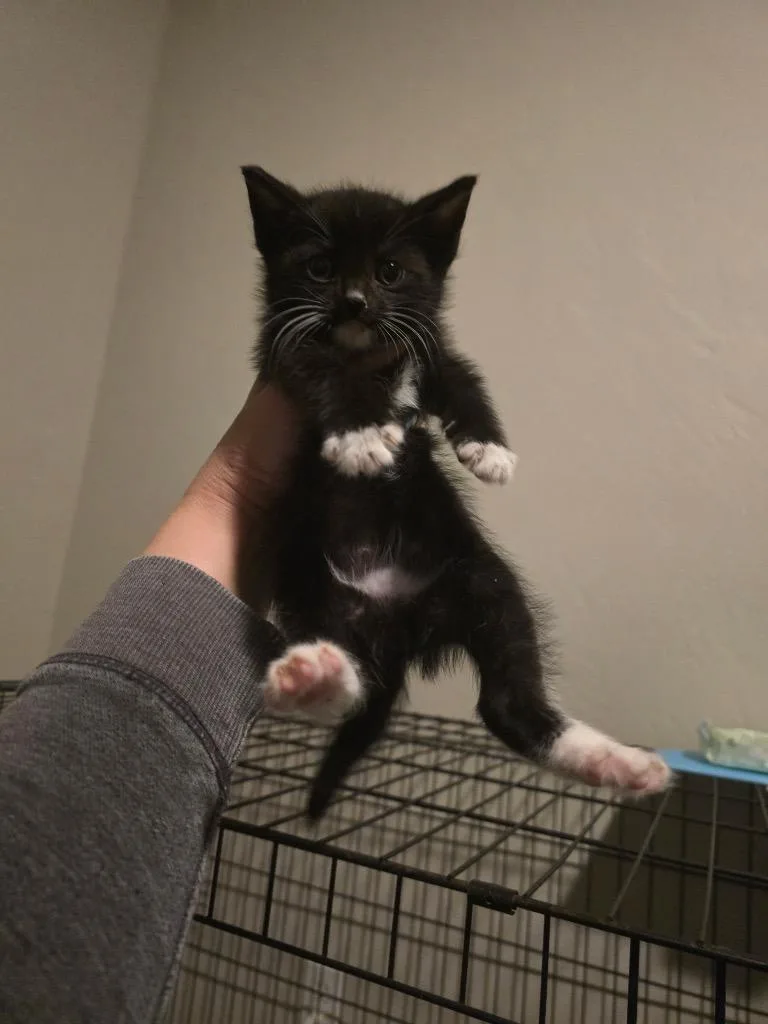 A baby small-sized male Domestic Short Hair cat named Chris for adoption in Brookings, OR