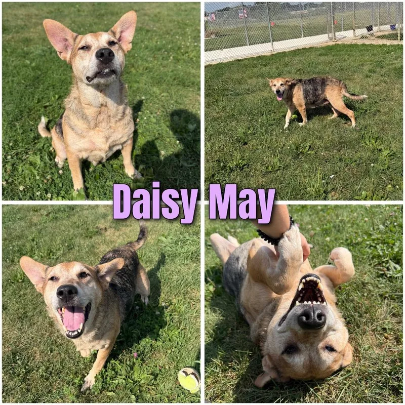 Daisy May thumbnail 3