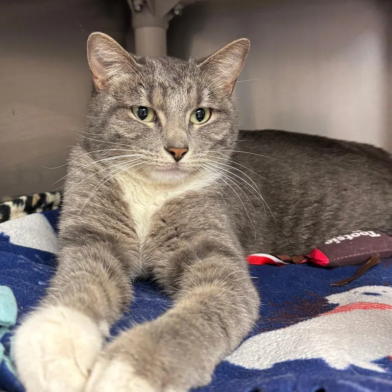 An adult medium-sized female Domestic Short Hair cat named Yeti for adoption in Chippewa Falls, WI