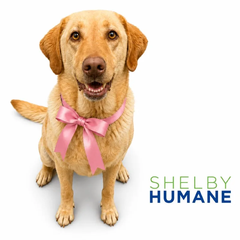 An adult large-sized female Golden Mixed Breed dog named Banana Bread for adoption in Columbiana, AL