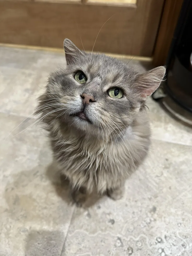 Beefcake thumbnail 2