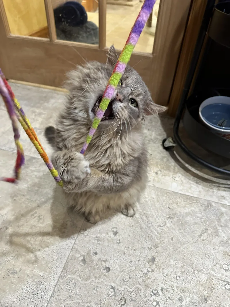 Beefcake thumbnail 3