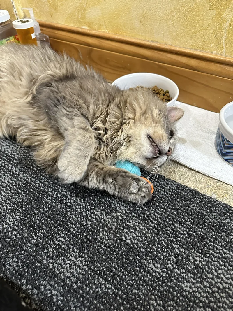 Beefcake thumbnail 4