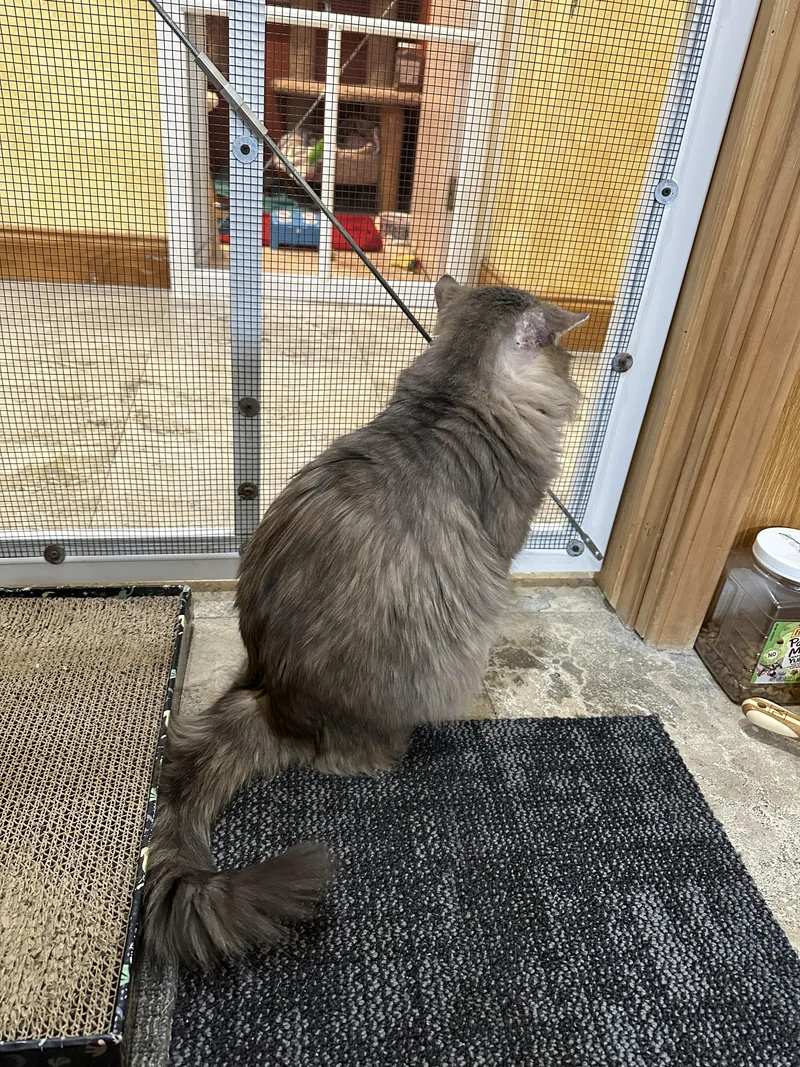 Beefcake thumbnail 5