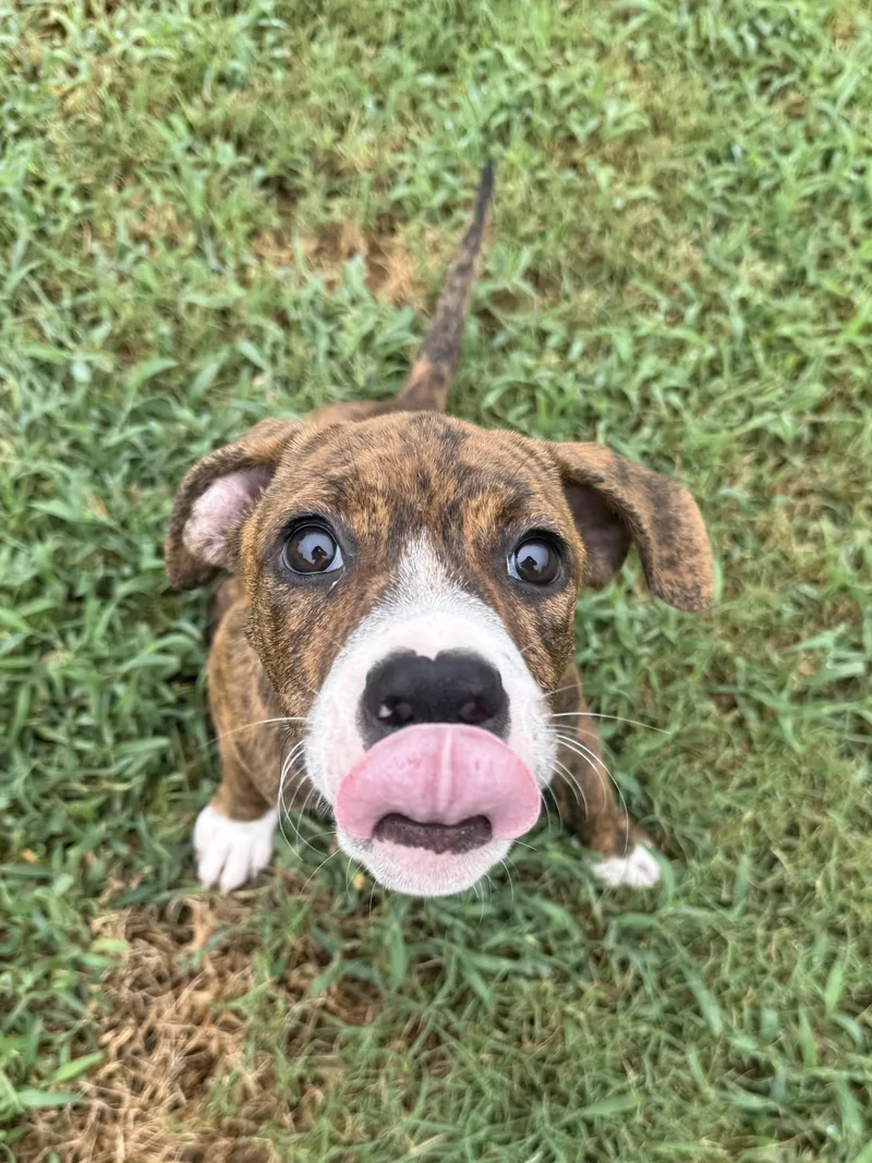A baby medium-sized female Brindle Terrier dog named Sassy for adoption in Seale, AL
