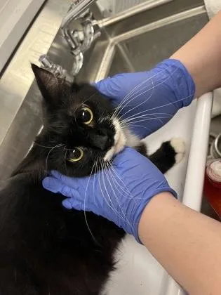 A young small-sized female Domestic Short Hair cat named Primrose for adoption in Sacramento, CA