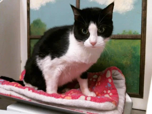 An adult large-sized male Domestic Short Hair cat named Max for adoption in Houston, TX