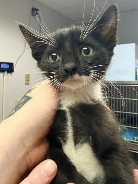 A baby small-sized male Domestic Short Hair cat named Cortado for adoption in Salisbury, MD