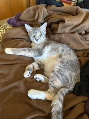 An adult medium-sized female Dilute Calico Domestic Short Hair cat named Diamond for adoption in San Francisco, CA