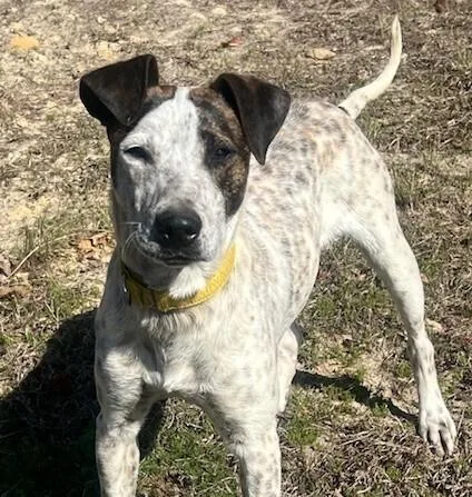 A young medium-sized male Pointer dog named Larry for adoption in Washington, DC